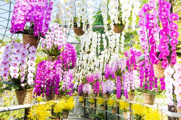 【岡山・倉敷発】 年度末決算市!とっとり花回廊らんウィークと足立美術館・日本庭園 由志園 日帰り1